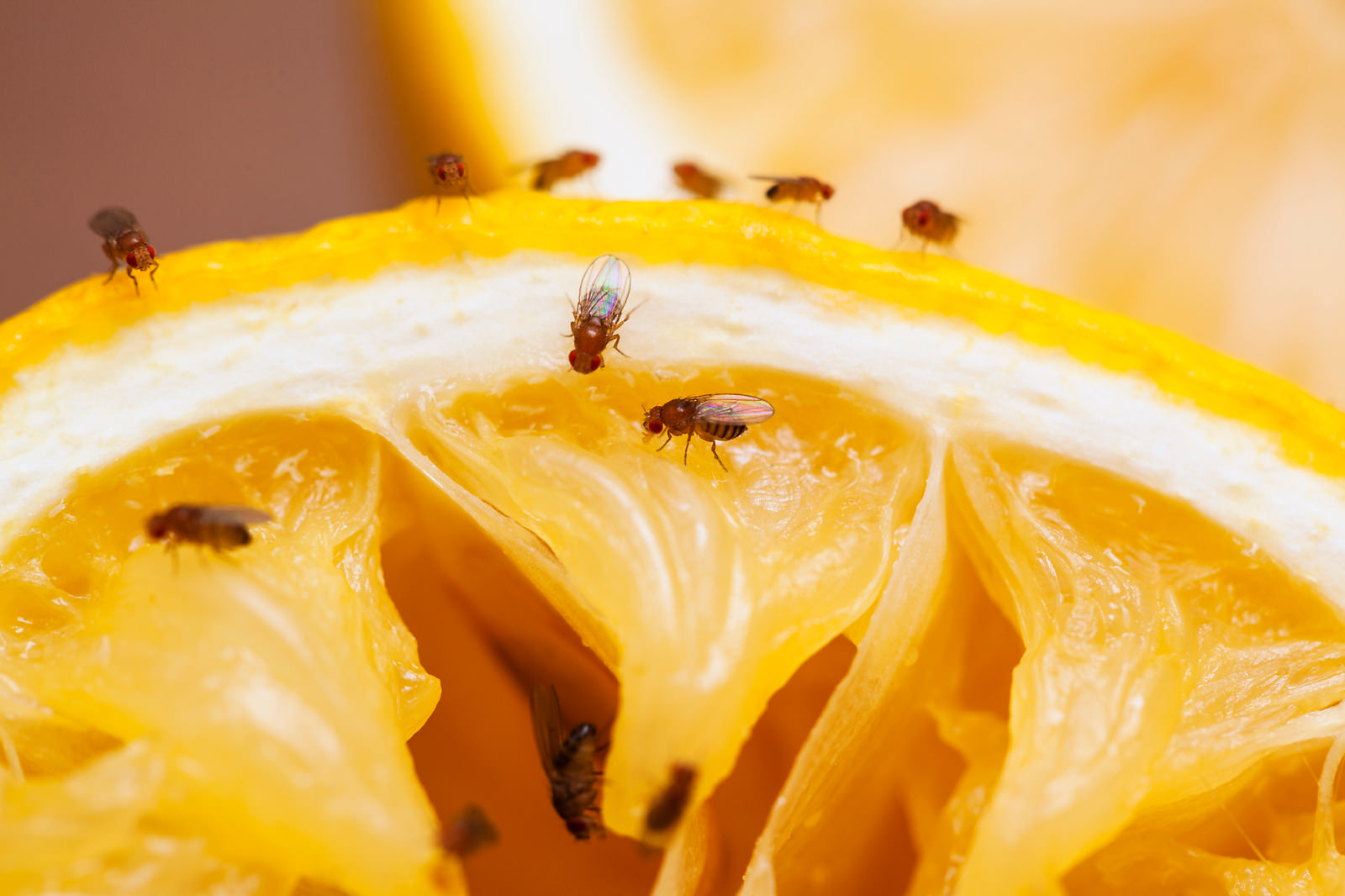 Invasion de Moucherons Dans la Cuisine ? Le Piège Magique Pour Vous En  Débarrasser.