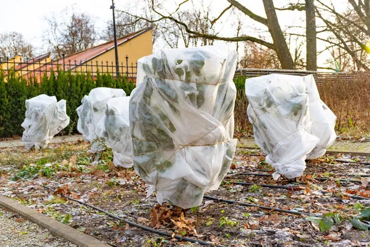 plantes couvertes avec un voile d'hivernage