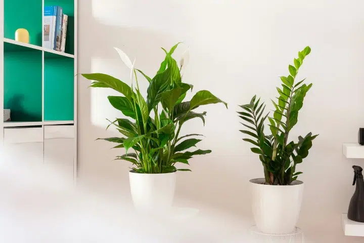 plantes verte pour décoration