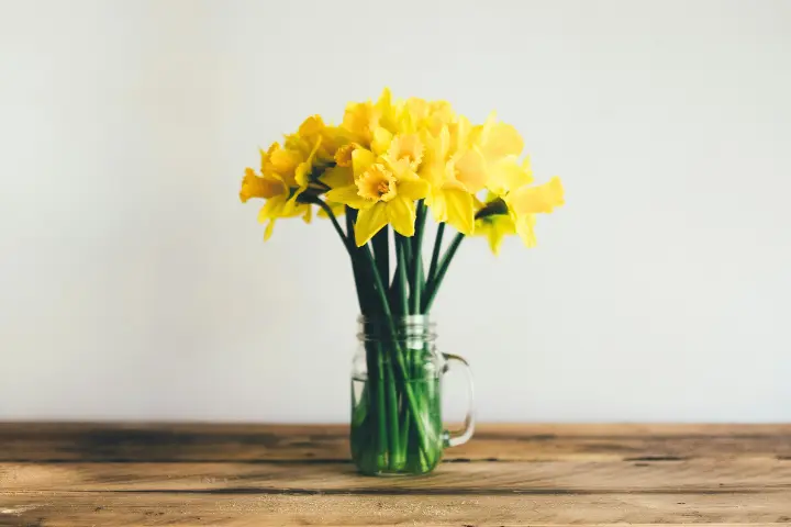 bouquet de jonquilles de printemps